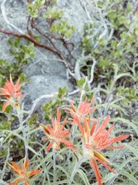 Close-up of flowers blooming outdoors