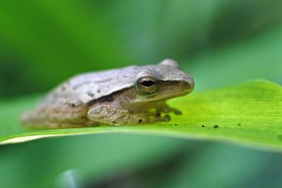 Frog is an insect eating amphibian that lives in fresh water or on land.