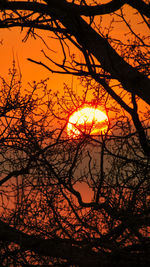 Silhouette bare tree against orange sky