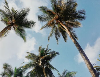 Low angle view of palm trees against sky