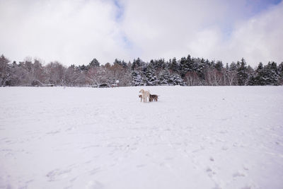 View of horse on snow covered field against sky