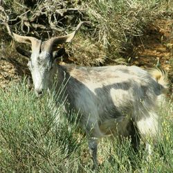 Close-up of sheep on field