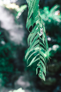 Close-up of leaf hanging from tree