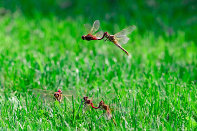 Dragonfly fairies in the lawn