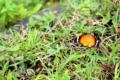 Close-up of butterfly on grass