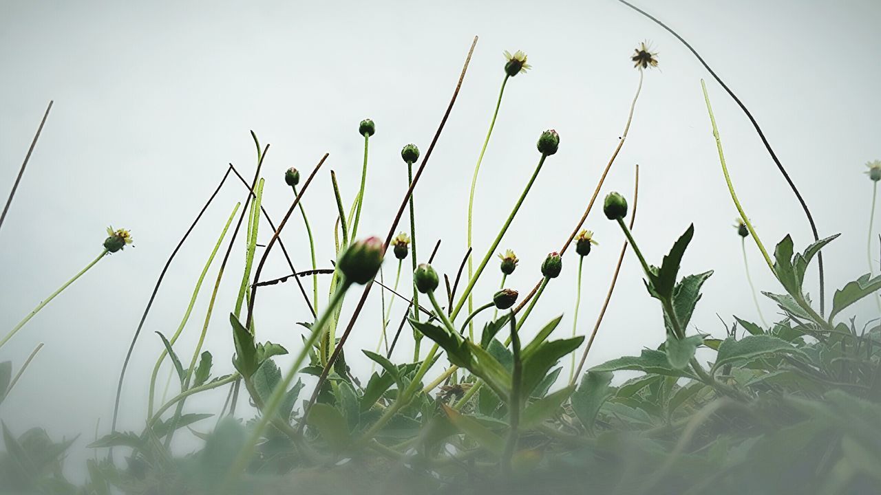 LOW ANGLE VIEW OF FLOWERING PLANT AGAINST SKY