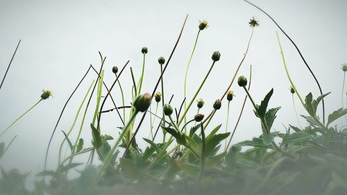 Low angle view of flowering plants against sky