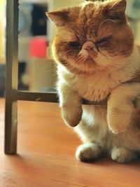 Close-up of cat sitting on table