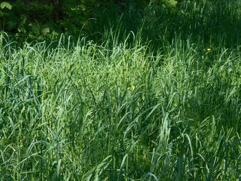 plant