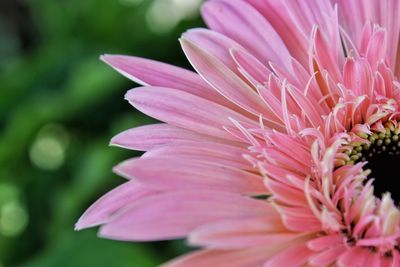 Close-up of pink flower