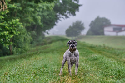 Dog in a field