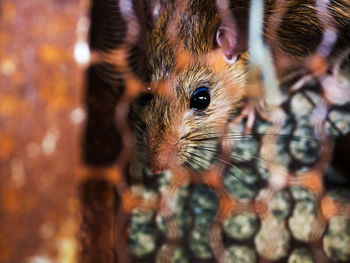 Close-up of an animal