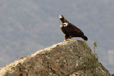 Close-up of bird perching on rock