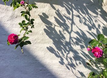 High angle view of flowering plant