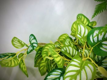 Low angle view of fern leaves against sky