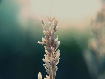 Close-up of plant