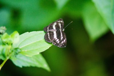 Close-up of insect on plant