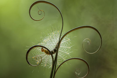 Hairy caterpillar on leaf edge of kalaweit