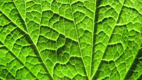 Full frame shot of leaf