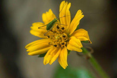 Green insect on creeping daisy, green insect on singapore daisy, 