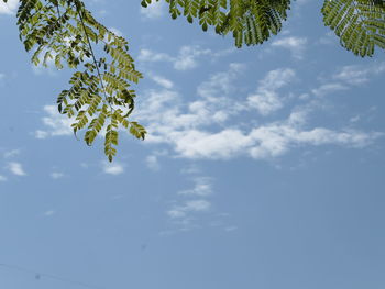 Low angle view of flowering plant against sky