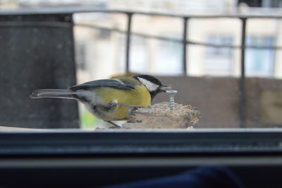 Close-up of bird perching on window