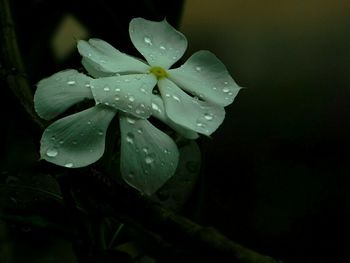 Close-up of wet yellow flower blooming outdoors