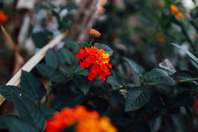 Close-up of orange flowering plant