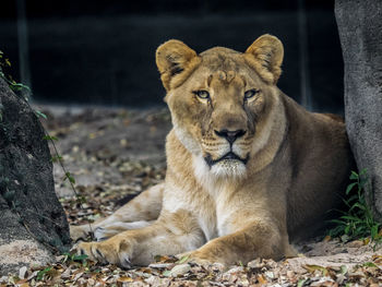 Portrait of lion relaxing outdoors