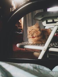 Close-up of cat in window