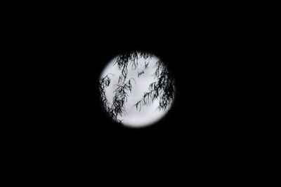 Close-up of silhouette plant against moon
