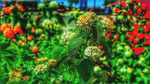 Close-up of flowering plant