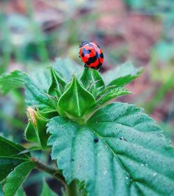 Close-up of ladybug on leaf