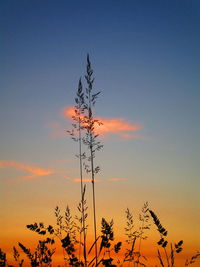 Low angle view of silhouette plants against orange sky