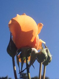 Low angle view of flower against clear blue sky