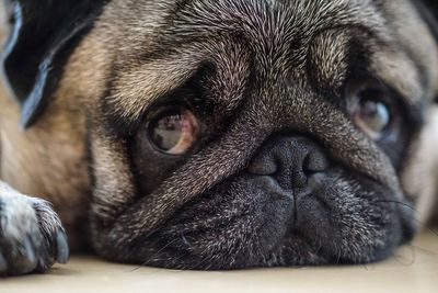 Close-up portrait of pug