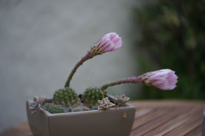 Close-up of pink flower pot on potted plant