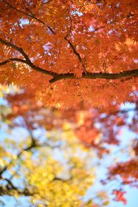 Low angle view of maple tree