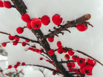 Close-up of frozen tree during winter