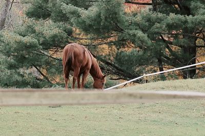 Horse grazing in a field