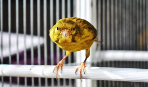 Close-up of parrot perching in cage