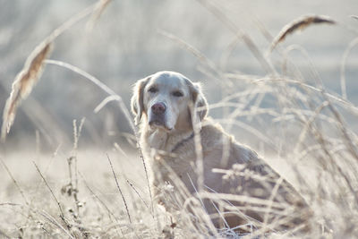 Portrait of dog in grass