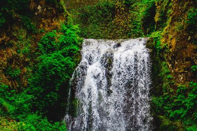 Close-up of water flowing through ivy