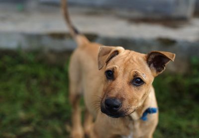 Close-up portrait of dog on field