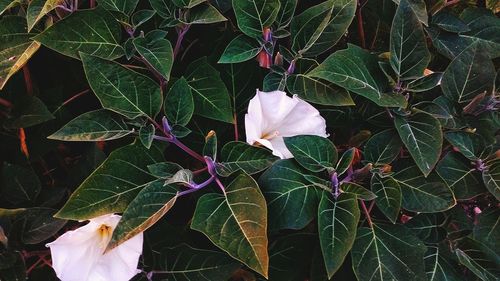 Close up of leaves