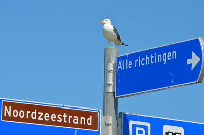 Low angle view of seagull perching on signboard against clear blue sky