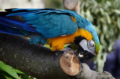 Close-up of a parrot perching on branch