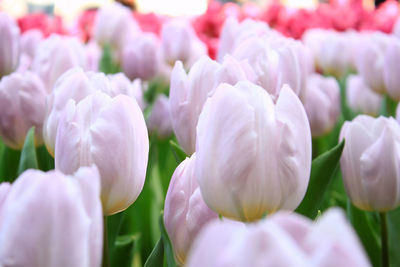 Close-up of pink flowers blooming outdoors