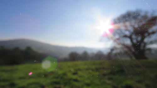 Sun shining through trees on field