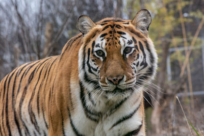 Portrait of tiger